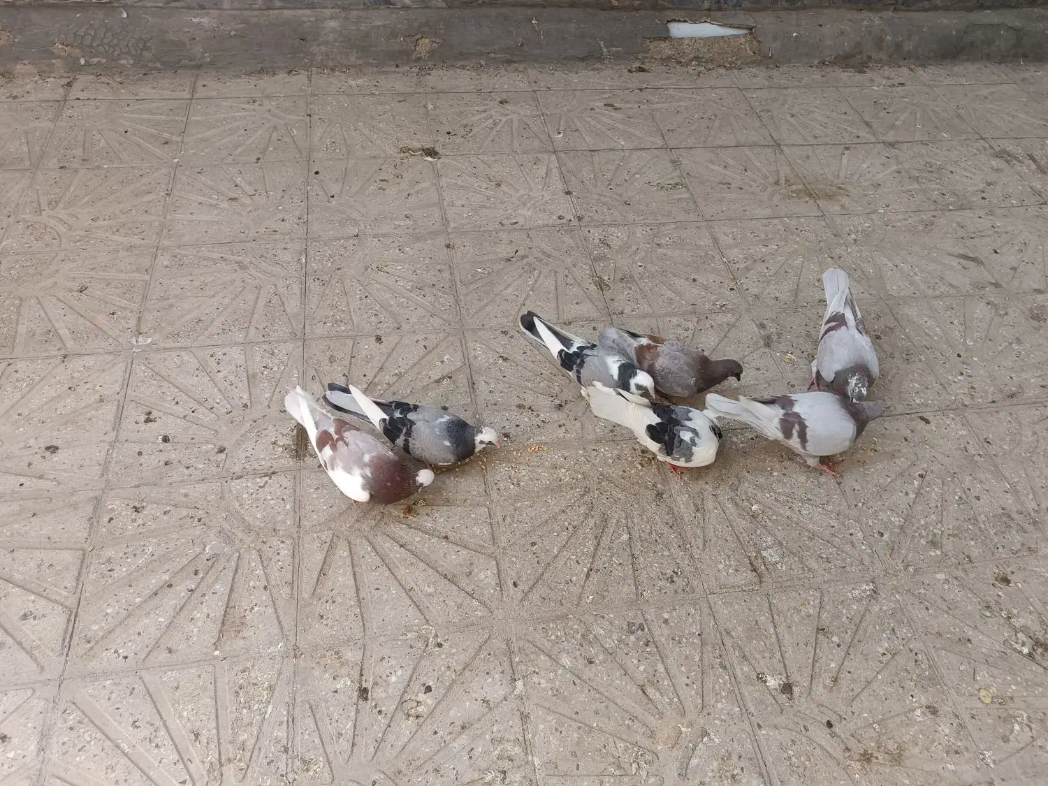 ۷ تا کفتر|پرنده|خاوران, |دیوار