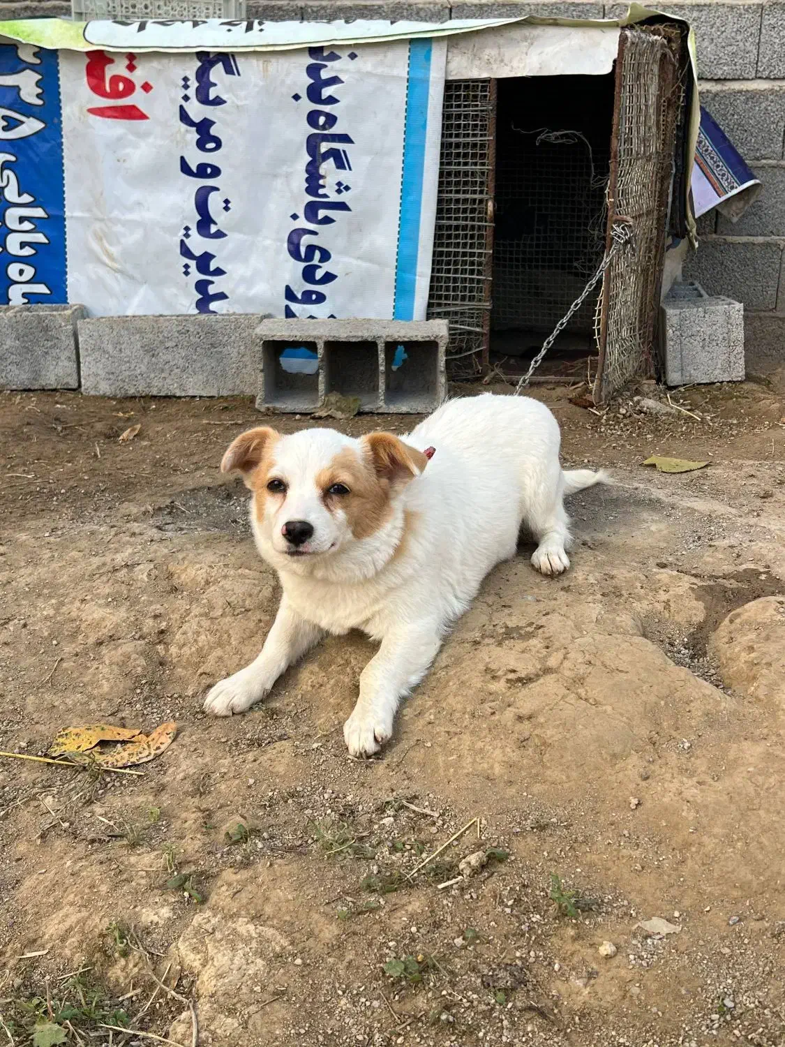 سگ ماده نژاد اشپیتز|سگ|ساری, |دیوار