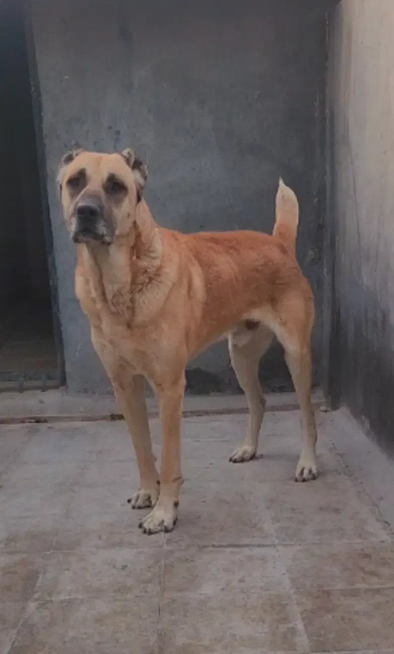 سگ نهگبان|سگ|بومهن, |دیوار