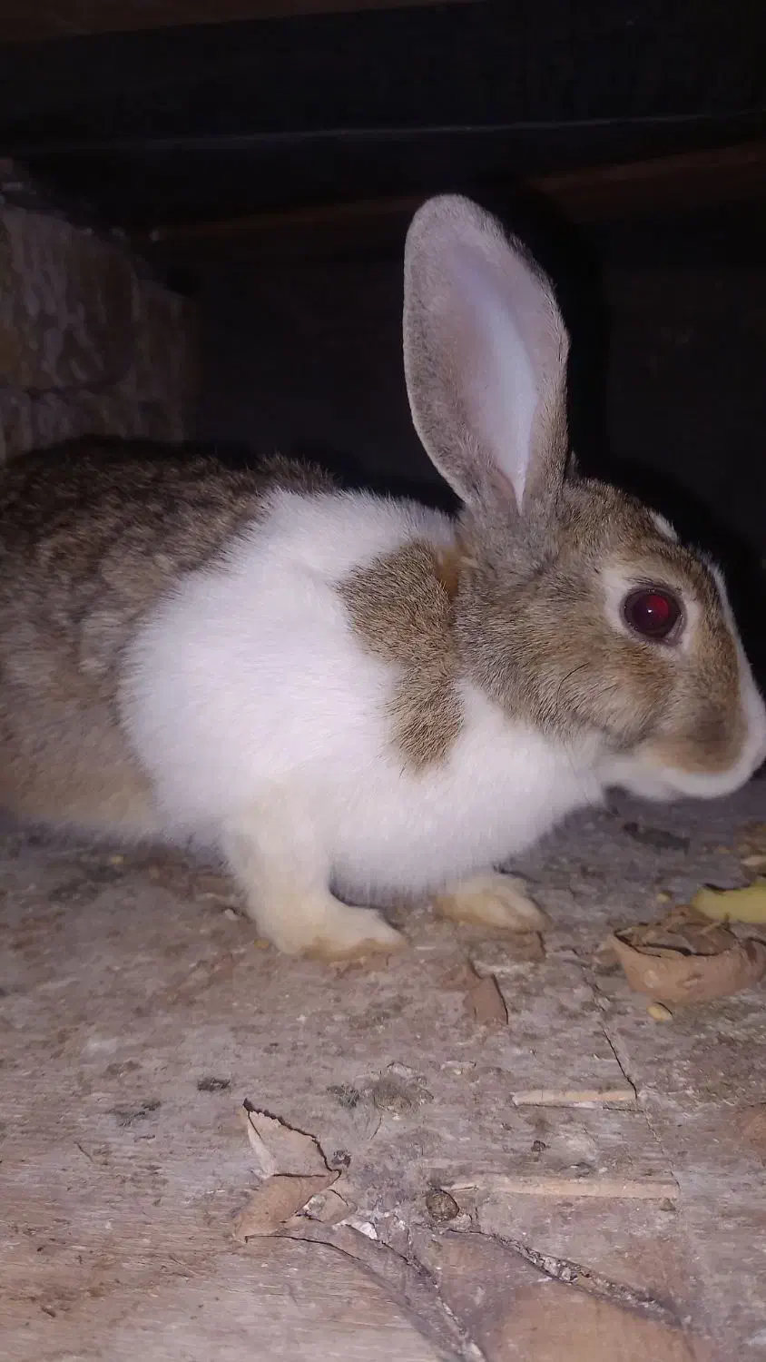 مرغ و خروس جوجه خرگوش لاری|حیوانات مزرعه|مشهد, انقلاب|دیوار