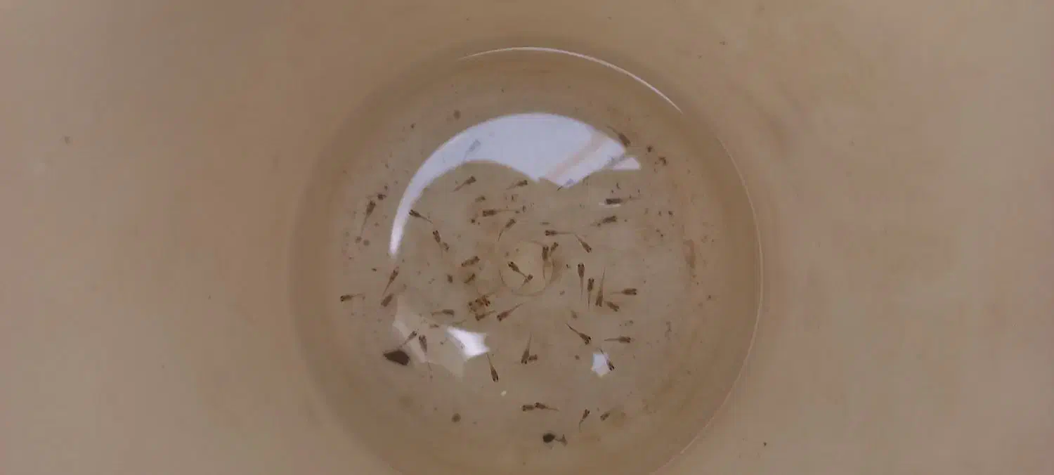 گوپی|ماهی|آران و بیدگل, |دیوار