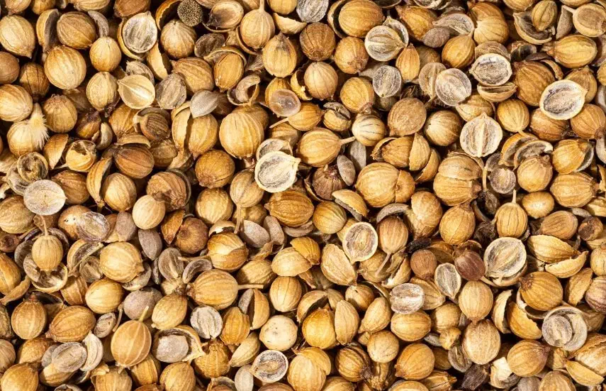 گشنیز|خوردنی و آشامیدنی|کامیاران, |دیوار