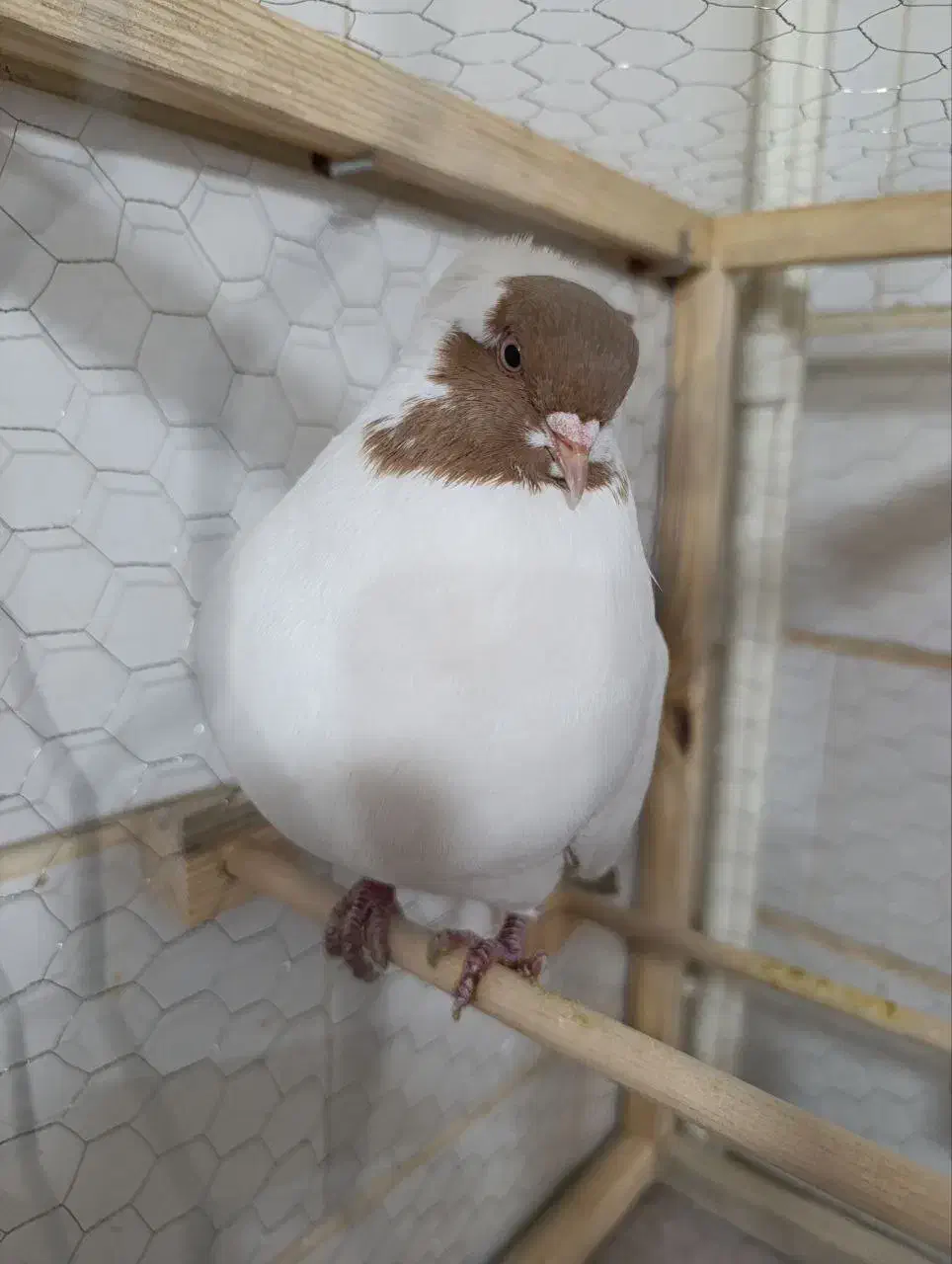 کبوتر کاکولی|پرنده|قزوین, |دیوار