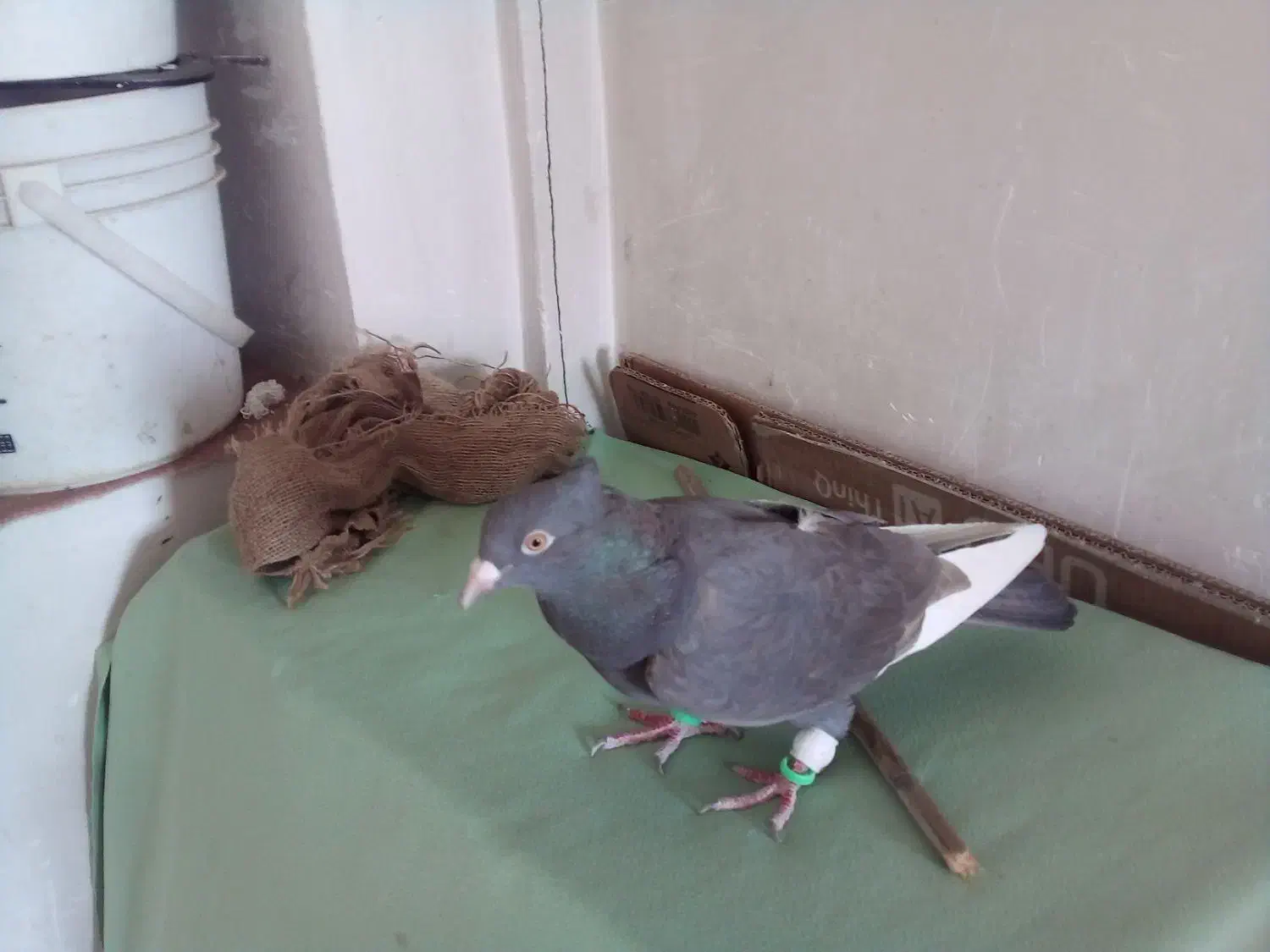 کبوتر سرکی قارا|پرنده|قزوین, |دیوار