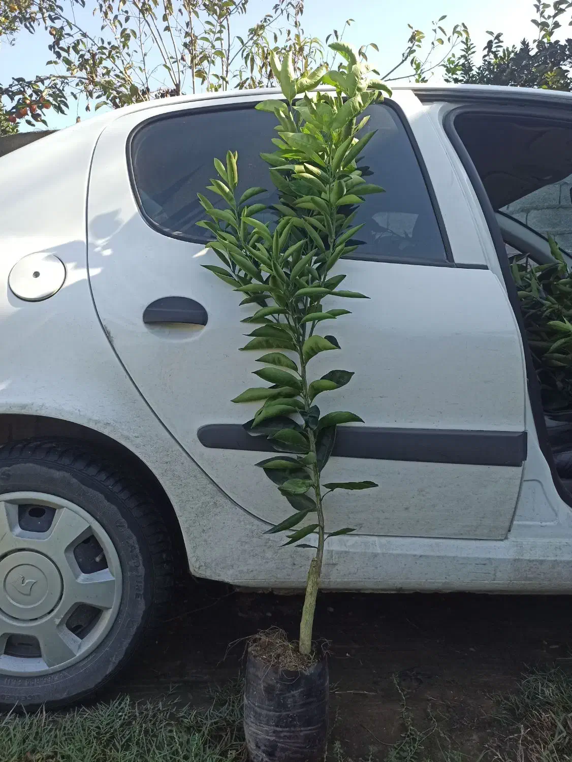 نارنگی پژ پایه ملو|خدمات باغبانی و درختکاری|قائم‌شهر, |دیوار