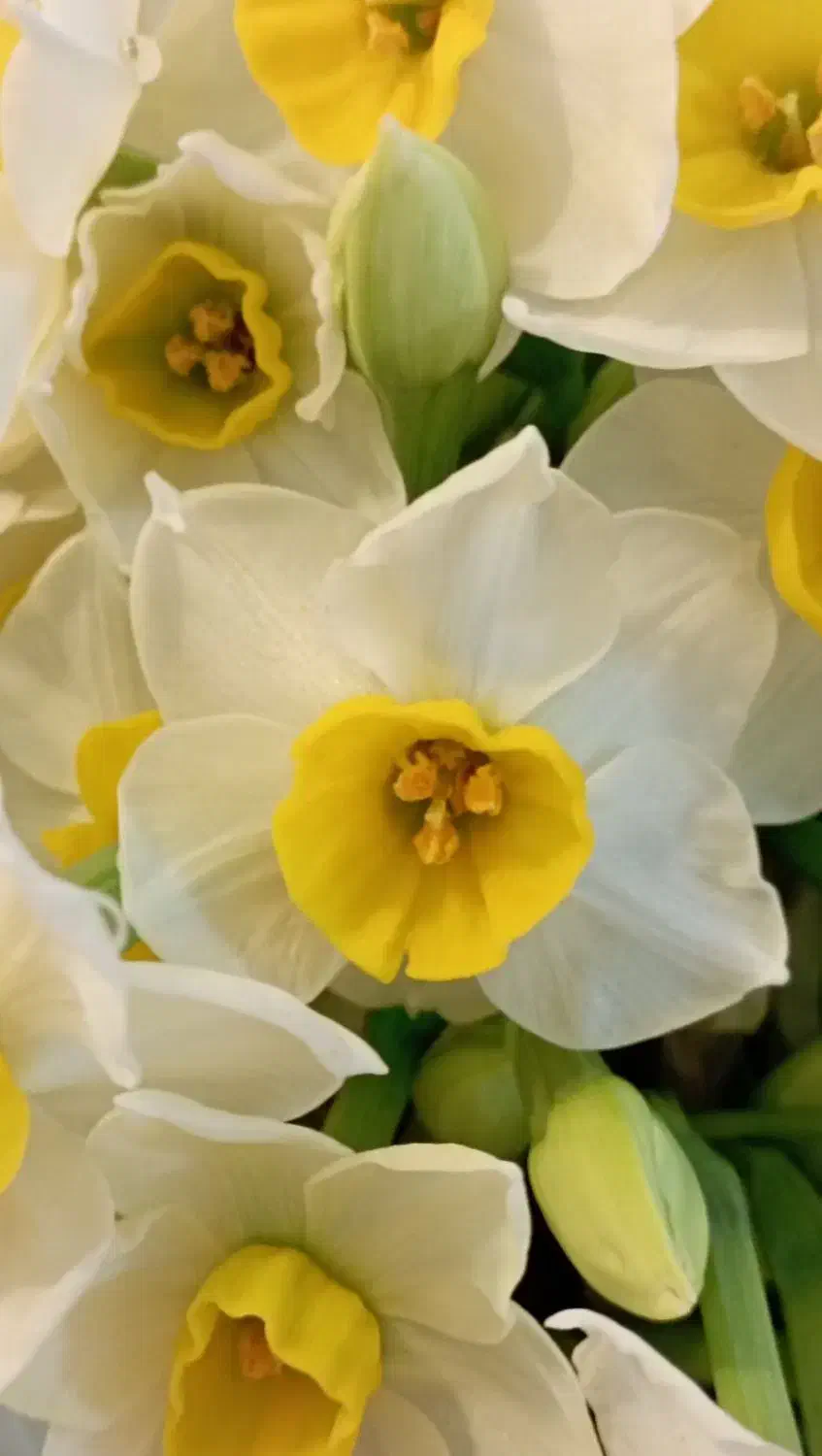 گل نرگس|گل و گیاه طبیعی|مشهد, شهرک بهارستان|دیوار