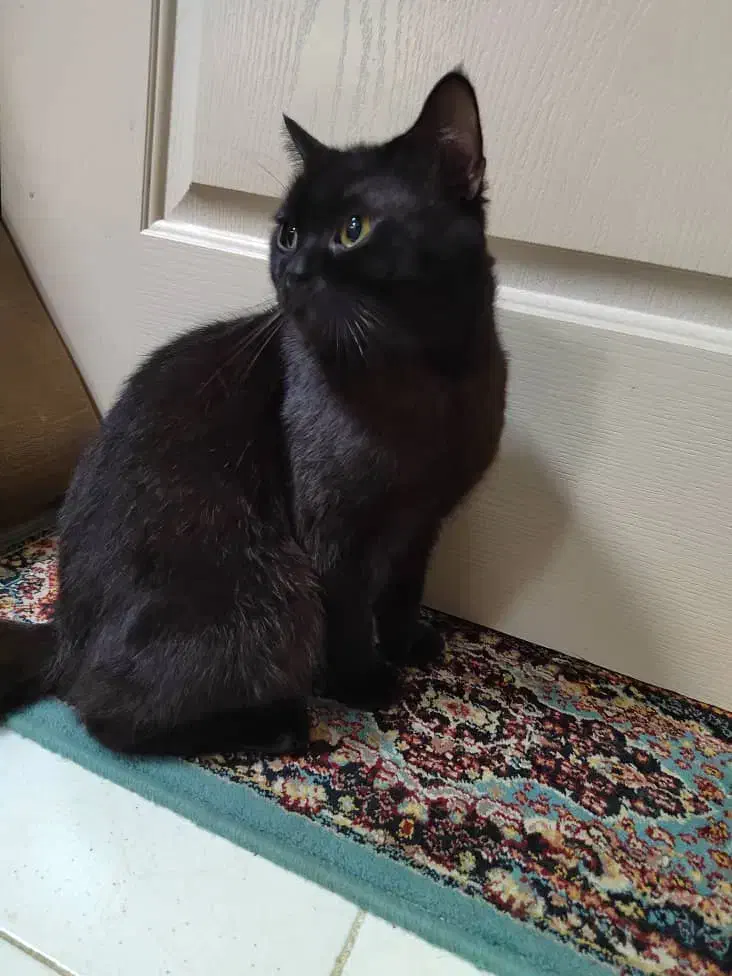 واگذاری بیریتیش نر|گربه|رشت, بوسار|دیوار