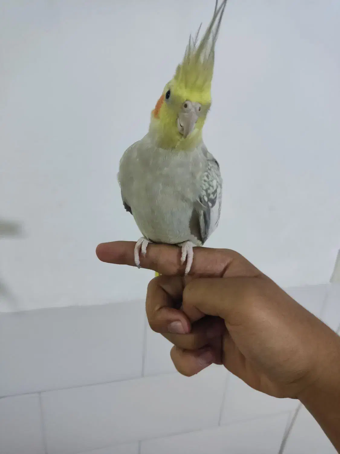 پرنده عروس هلندی مولد|پرنده|قم, نخودی|دیوار