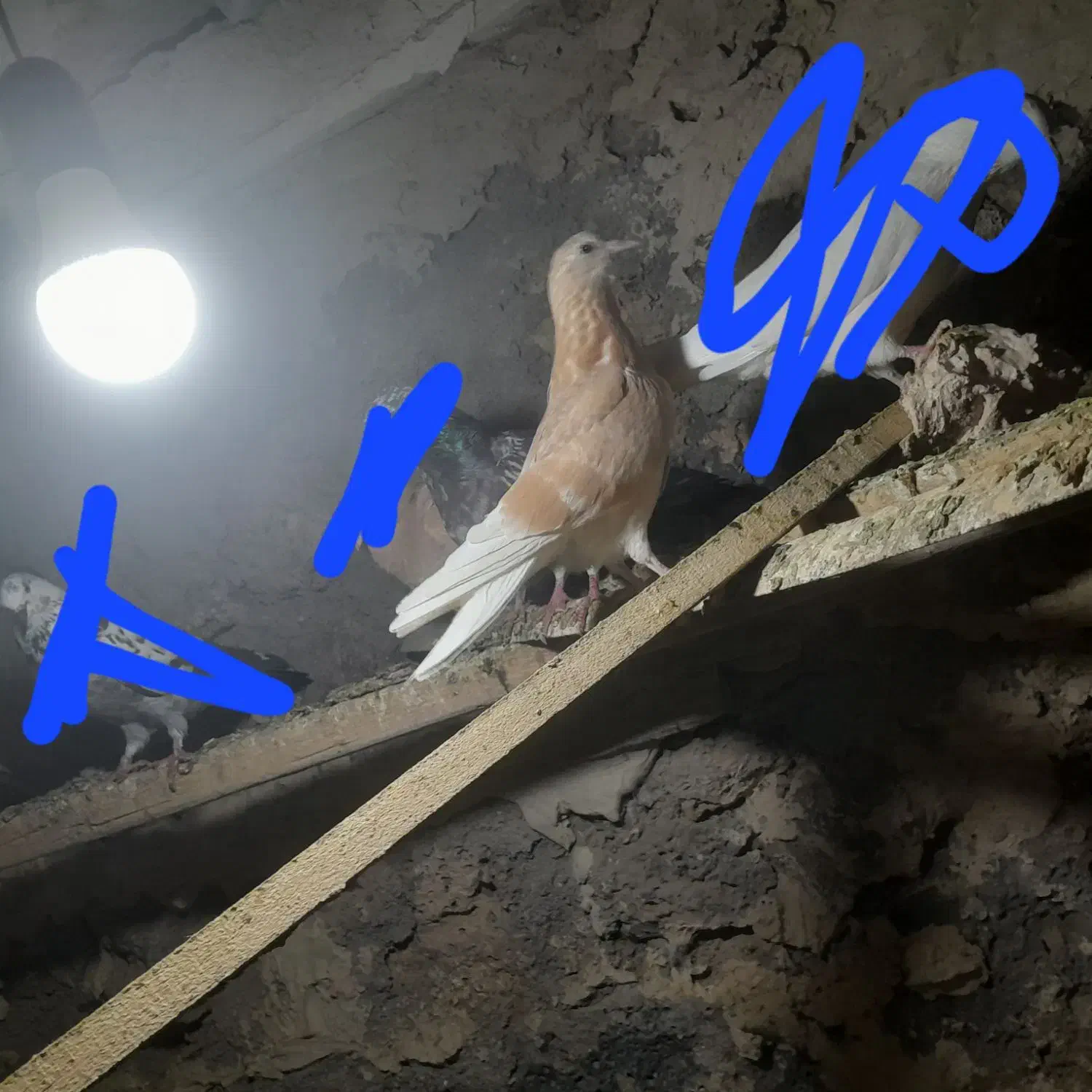 دوتا جوجه زرد تضمینی|پرنده|شوط, |دیوار