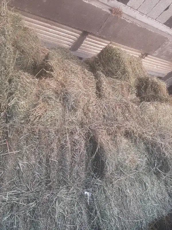 یونجه۲۰تن|عمدهفروشی|مراغه, |دیوار