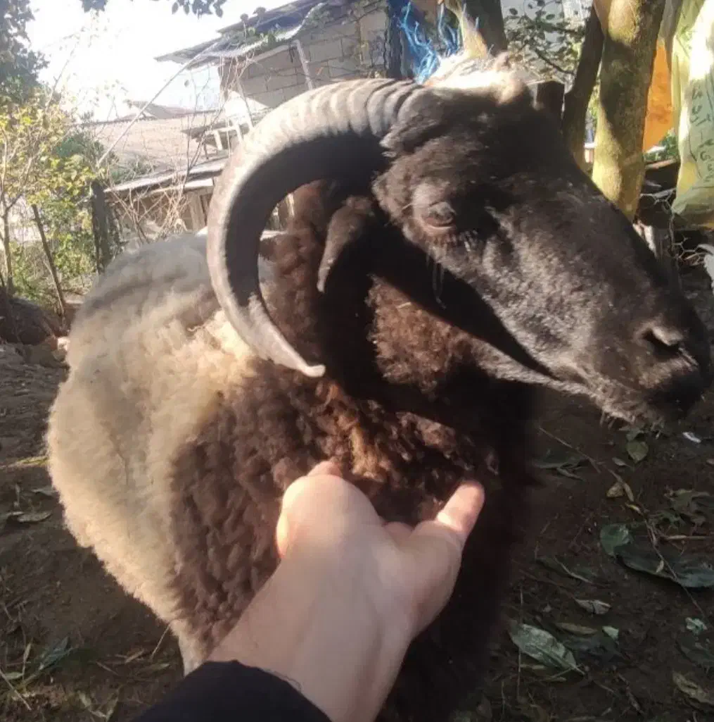 گوسفند بره نر|حیوانات مزرعه|رودسر, |دیوار