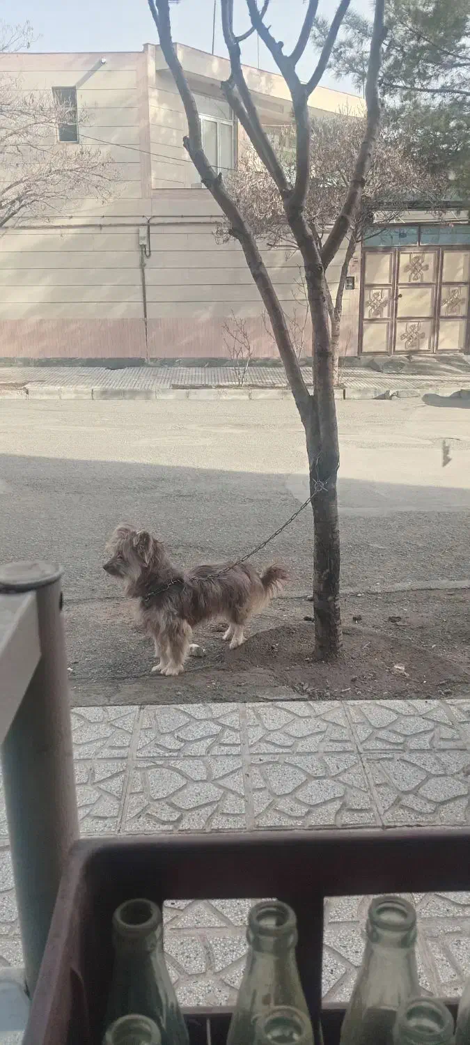 پت خانگی|سگ|تربت‌حیدریه, حسنی بالا|دیوار