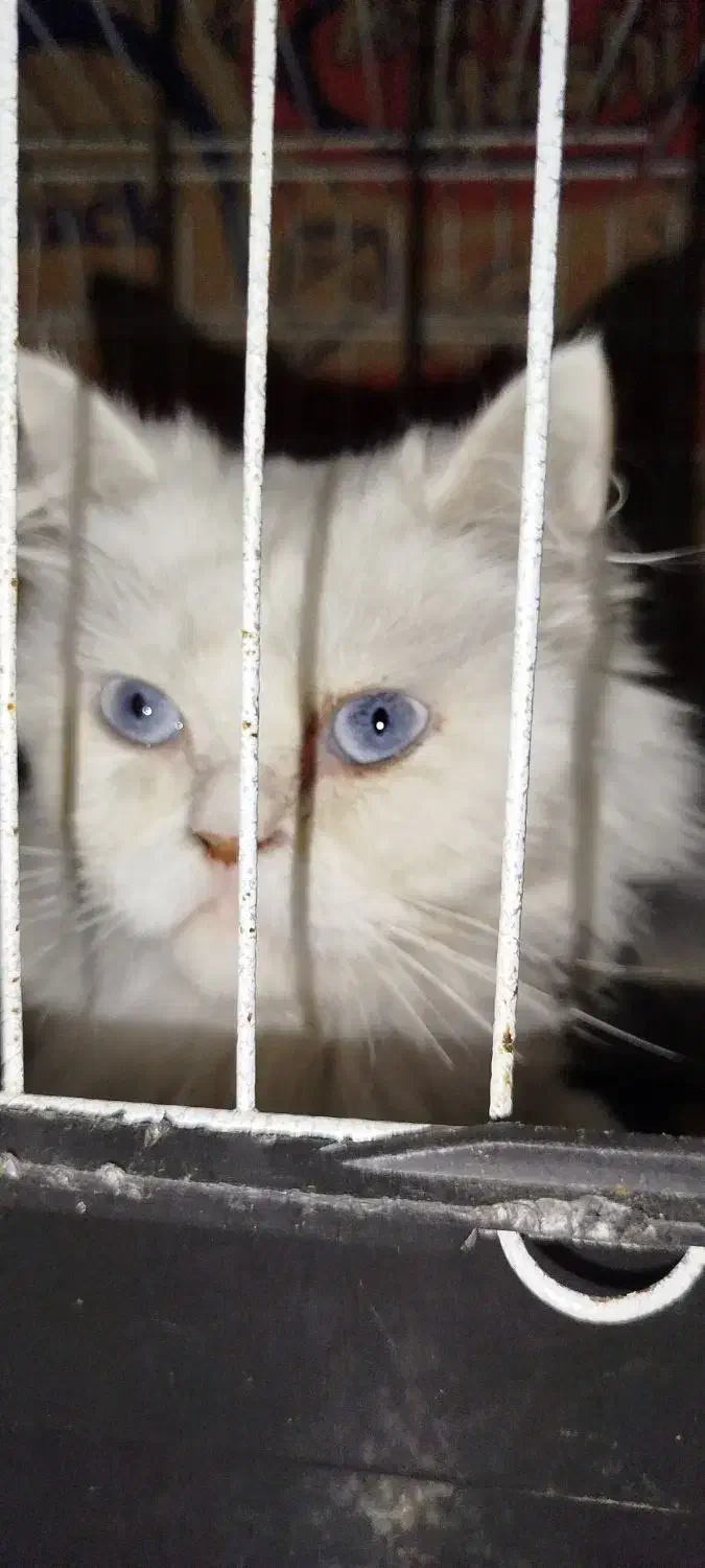 گربه پرشین.|گربه|گرگان, |دیوار