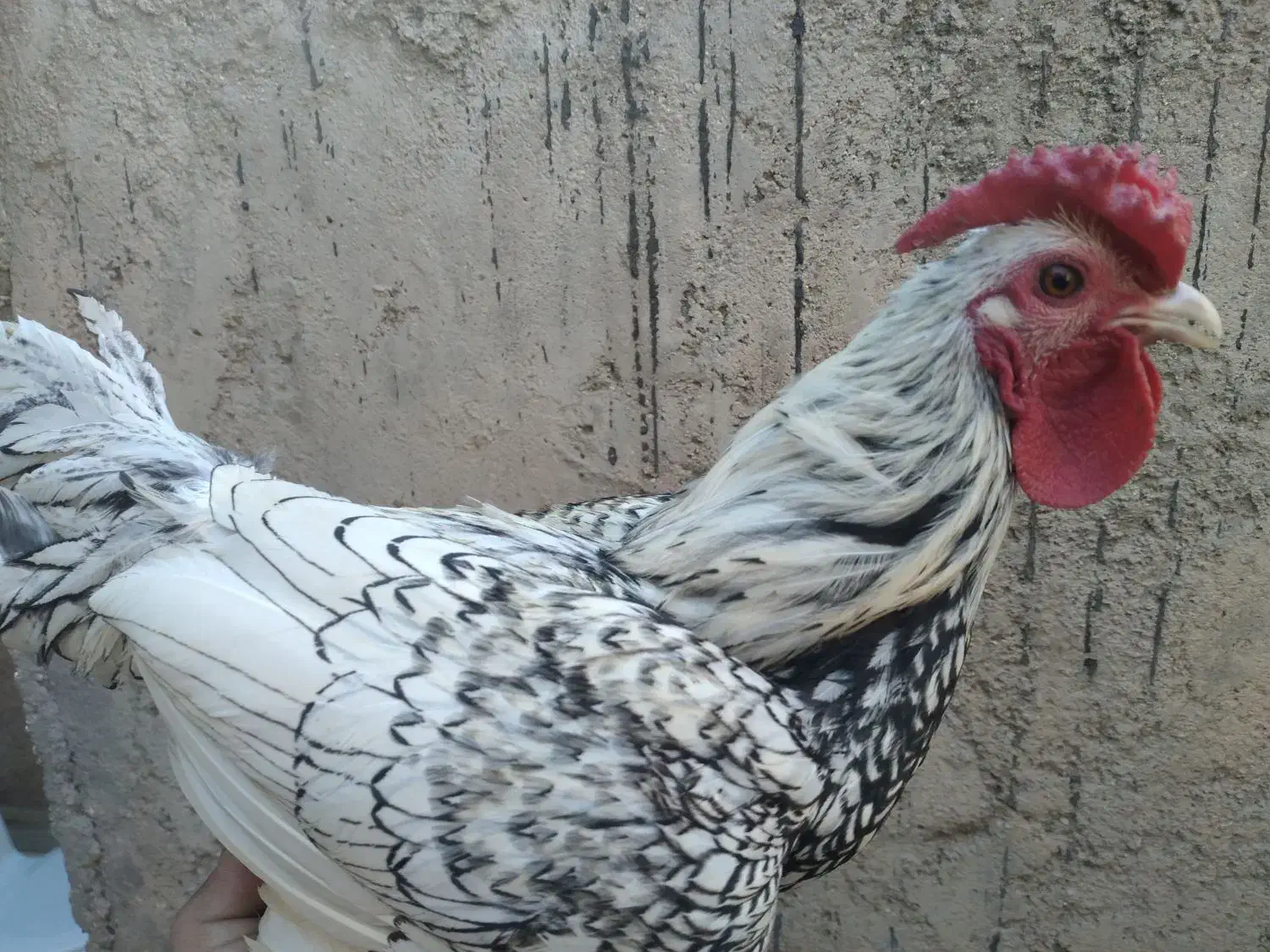 خروس سیبرات فقط همین ۳ طبق عکس|پرنده|نهاوند, |دیوار