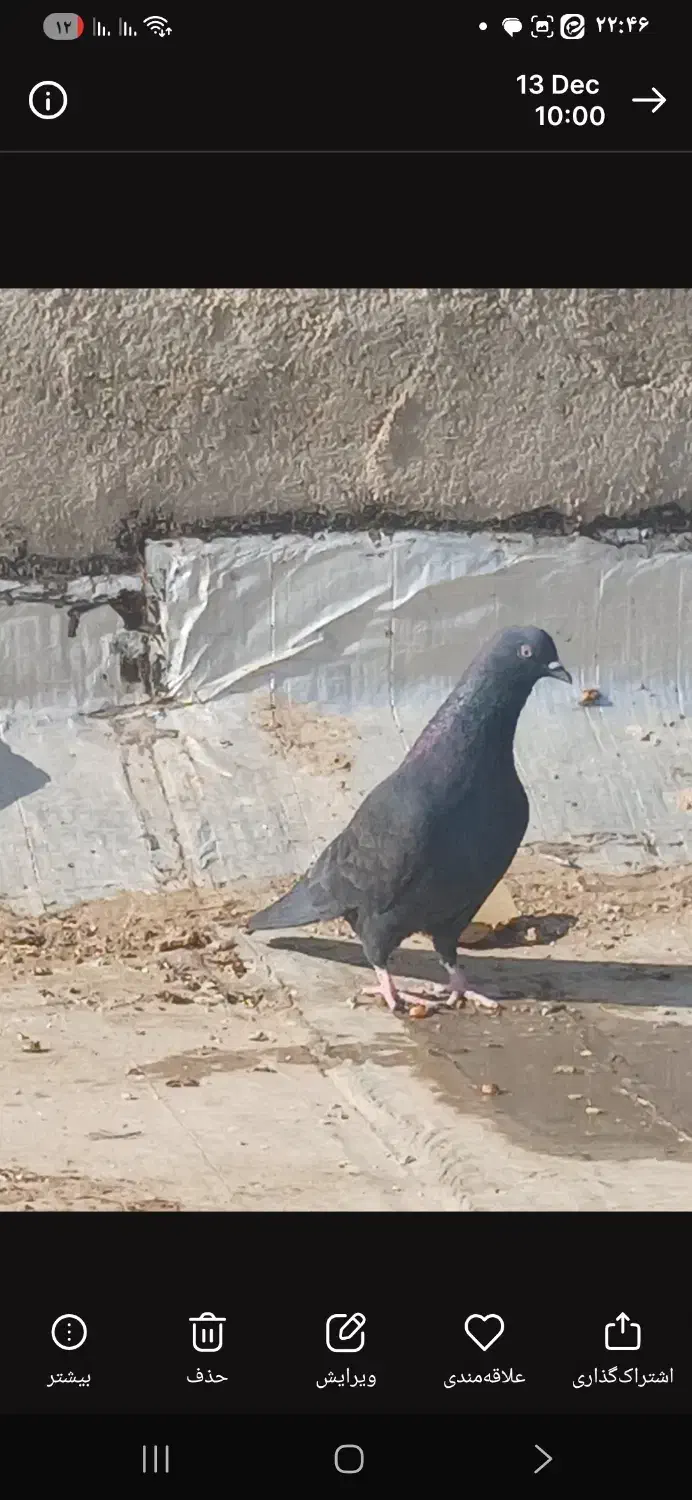 کبوتر پرشی زاغ|پرنده|بافق, |دیوار