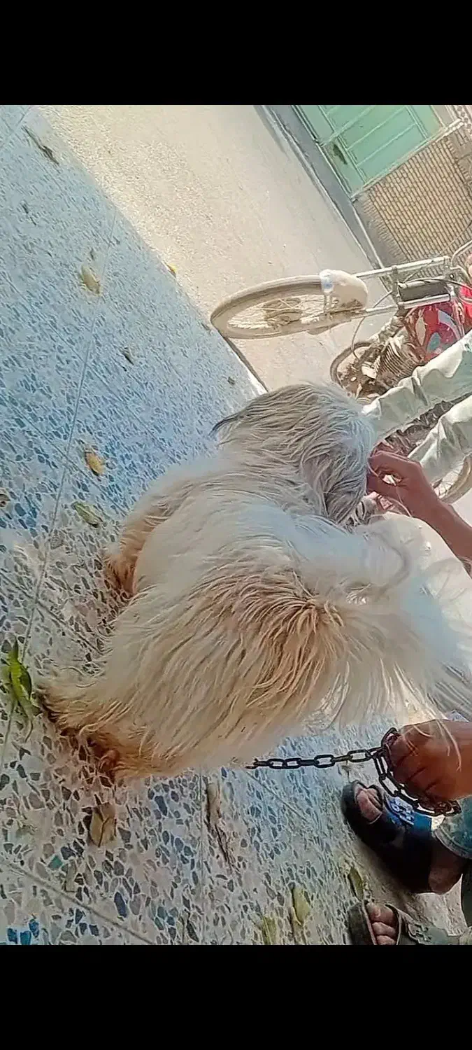 سگ شیتزو مهربون نر|سگ|دزفول, |دیوار