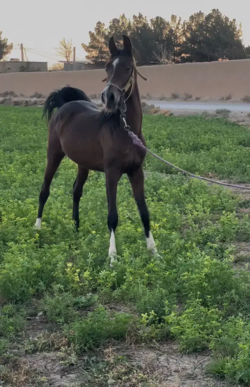 مادیان پایه|اسب و تجهیزات اسب‌سواری|قزوین, |دیوار