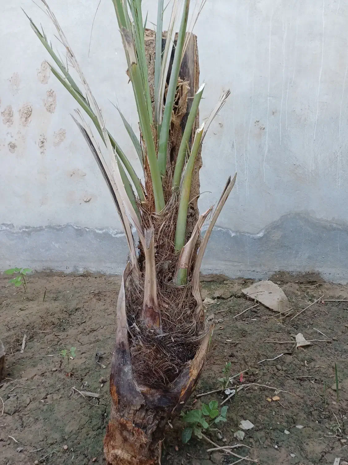 بچه نخل برحی|گل و گیاه طبیعی|چمران, |دیوار