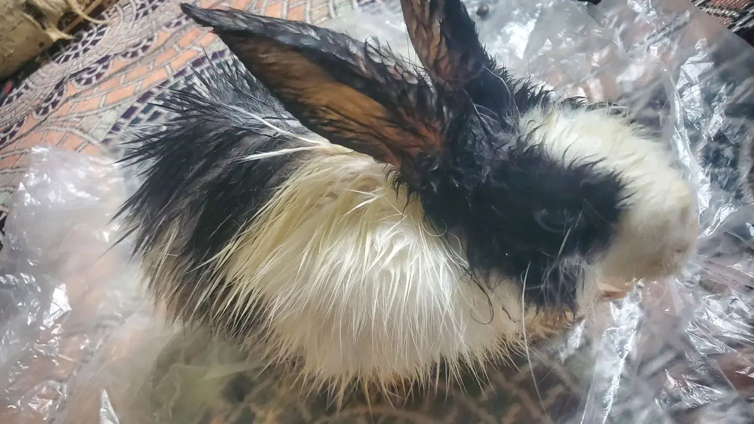 خرگوش|موش و خرگوش|میناب, |دیوار