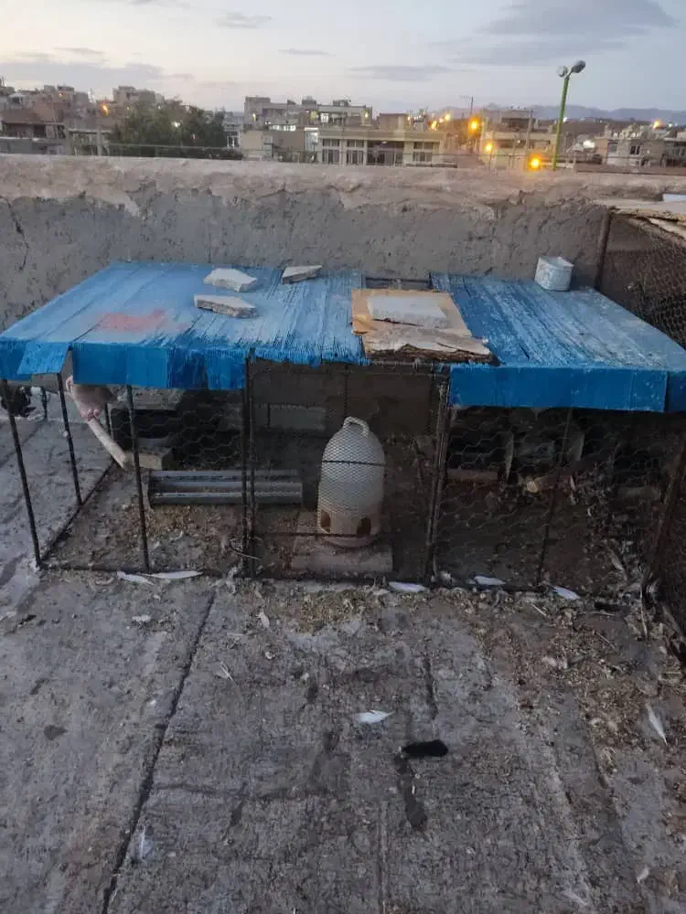 تعدادی قفس فروشی و تله|لوازم جانبی حیوانات|لنجان, |دیوار