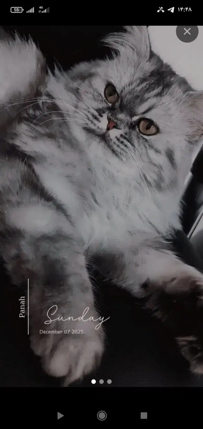 یک گربه ی خانگی پیدا شده|حیوانات|مهاباد (آذربایجان غربی), |دیوار