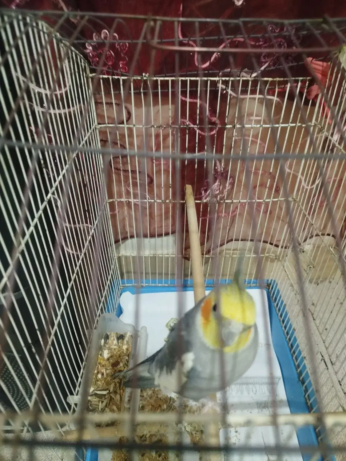 عروس هلندی|پرنده|میناب, |دیوار