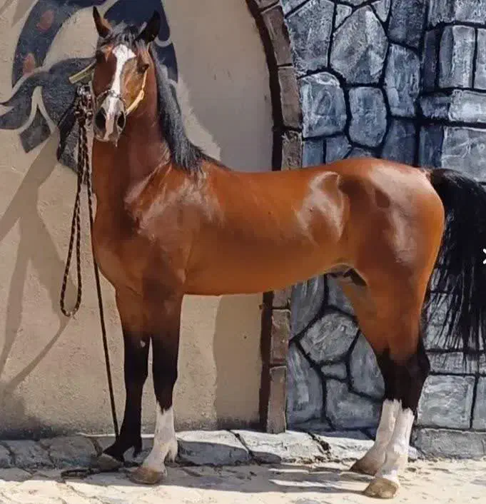 اسب (کره سهیل حیدر 4ساله)|اسب و تجهیزات اسب‌سواری|اصفهان, شفق|دیوار