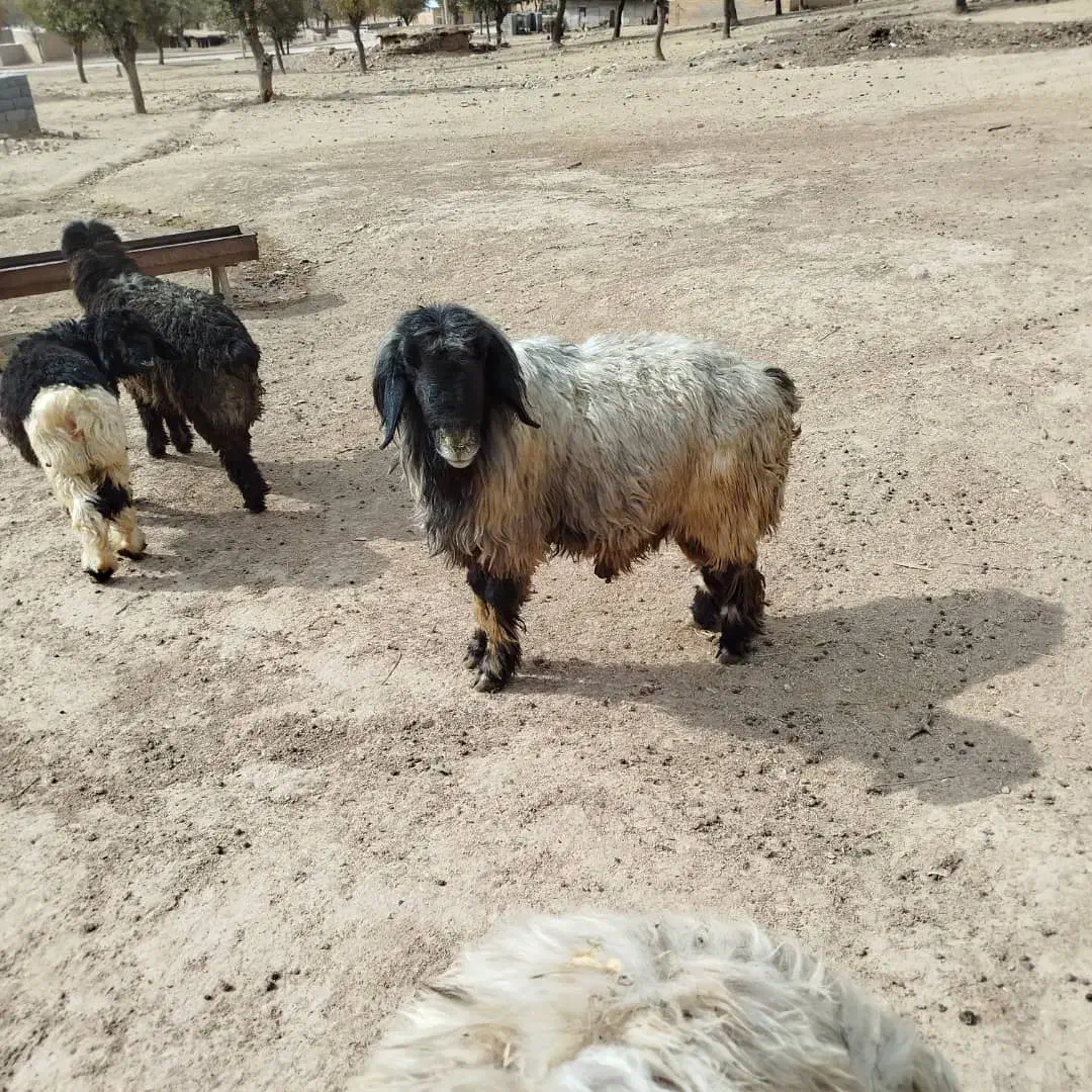 قوچ|حیوانات مزرعه|رودشت (چهارمحال و بختیاری), |دیوار