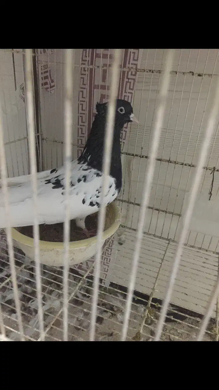 کبوتر کفتر کله سینه|پرنده|شوشتر, |دیوار