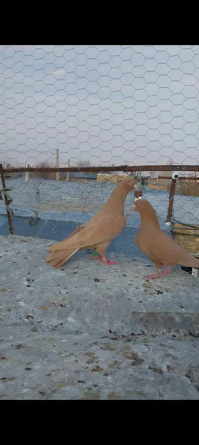 پرنده|پرنده|آبگرم, |دیوار