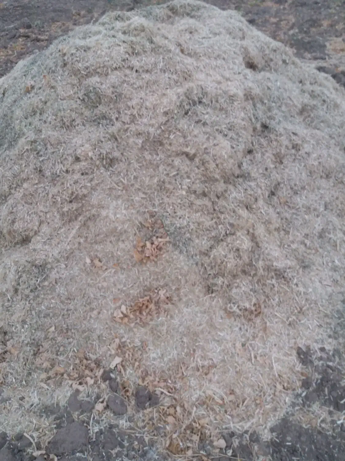 کاه لوبیا و یه شلیف ماش|عمده‌فروشی|دره شهر, |دیوار