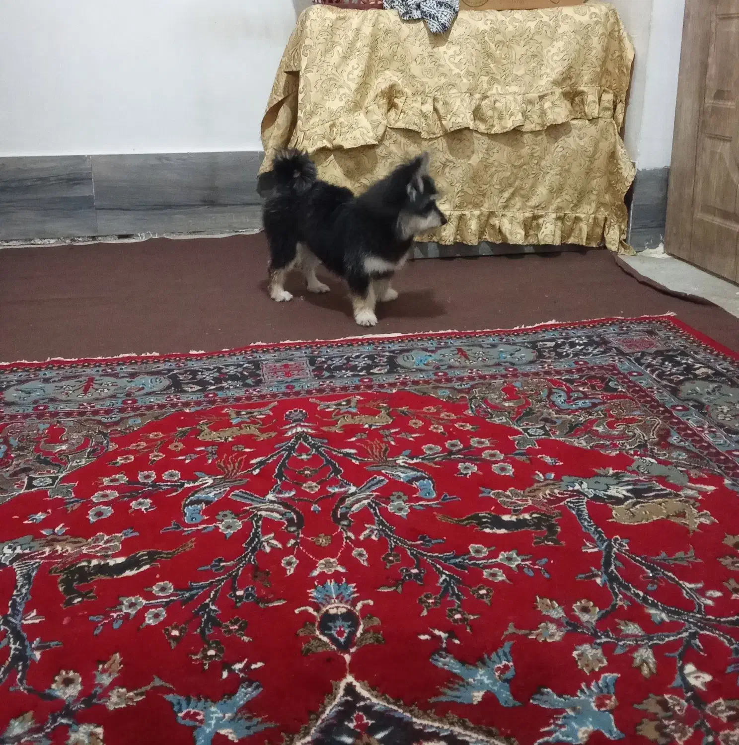 سگ پامر خرسی|سگ|شیراز, بید زرد|دیوار