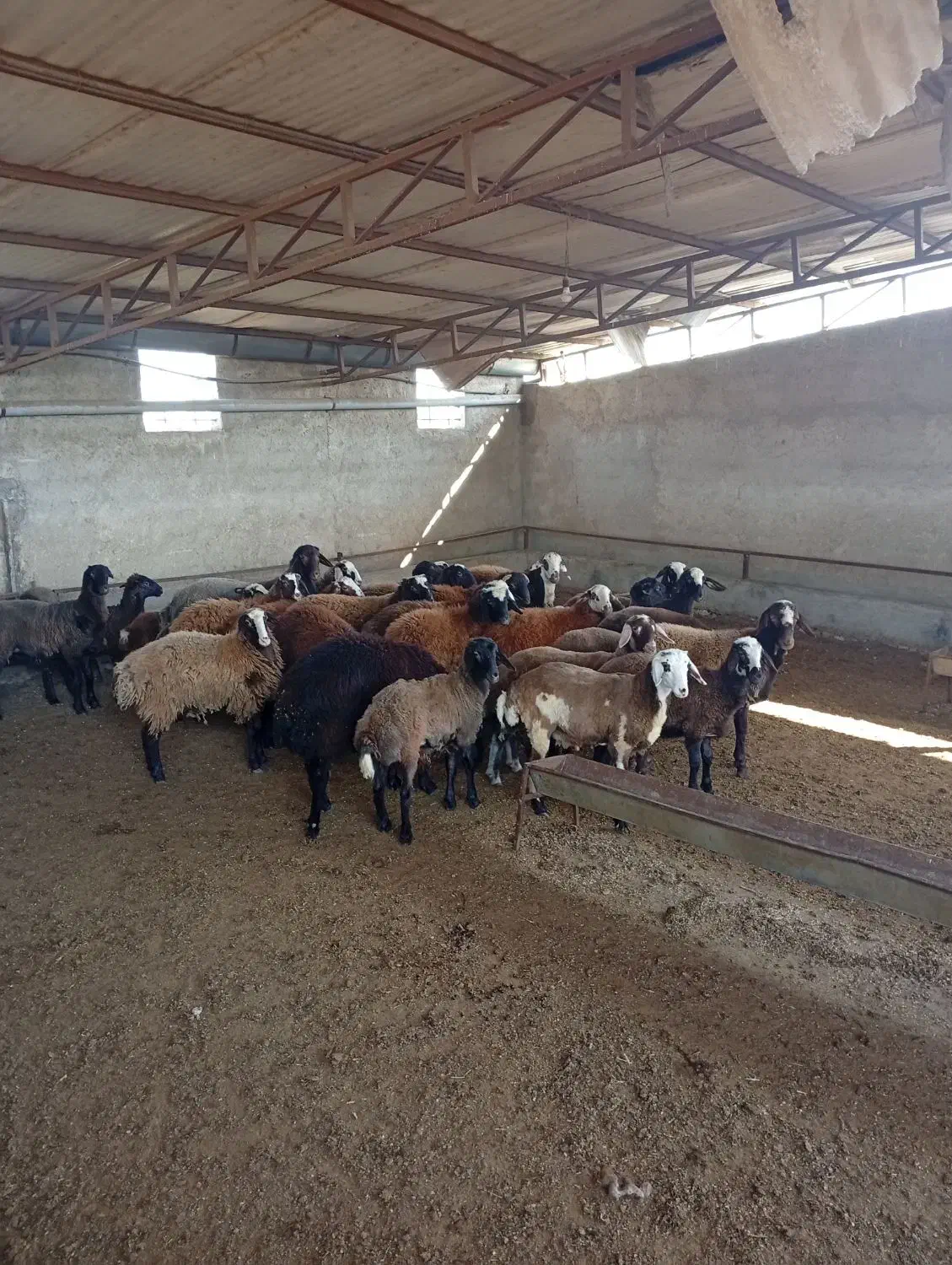 فروش گوسفند داشتی|حیوانات مزرعه|خلیل شهر, |دیوار