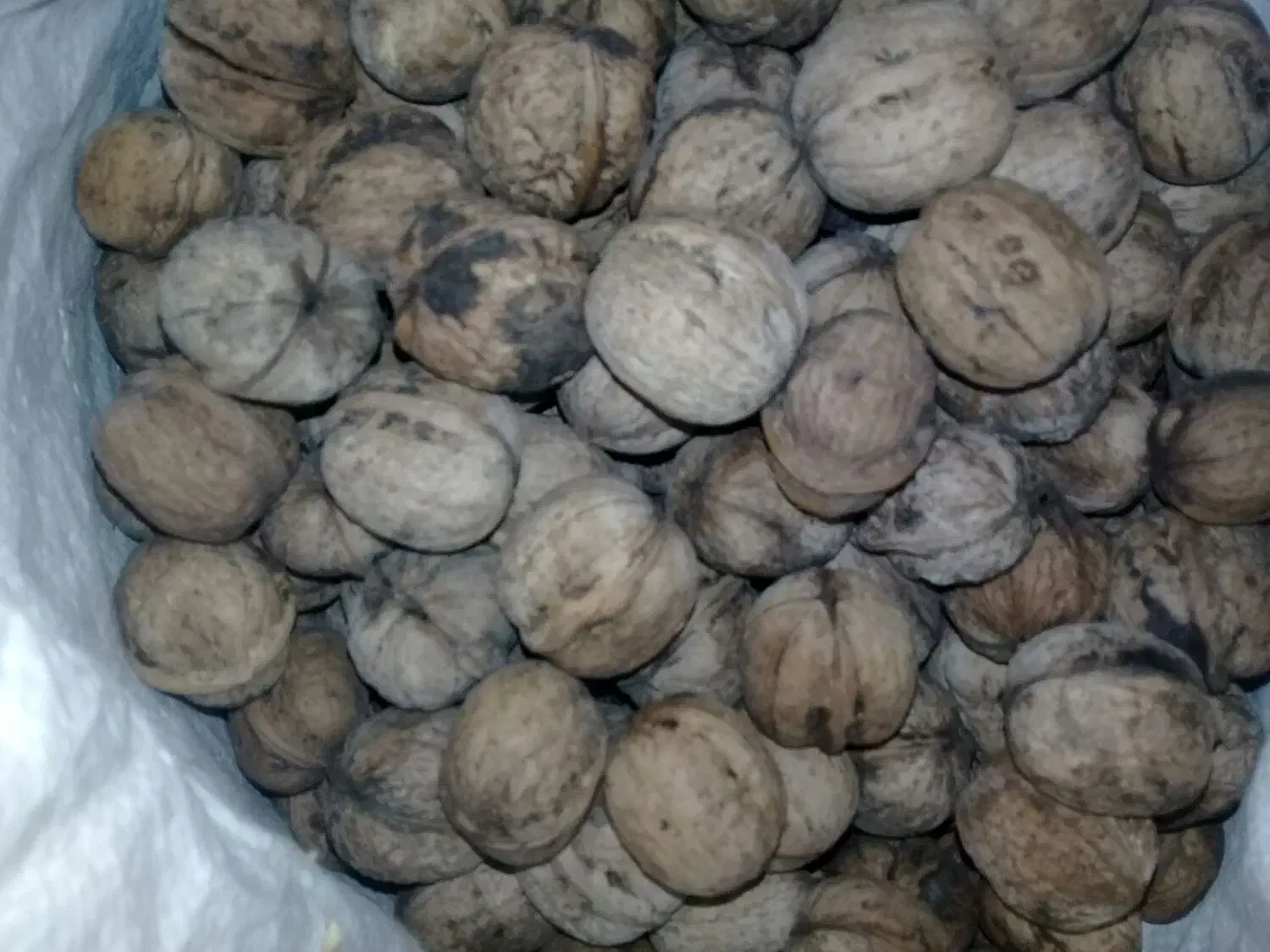 گردو|خوردنی و آشامیدنی|دوزین, |دیوار