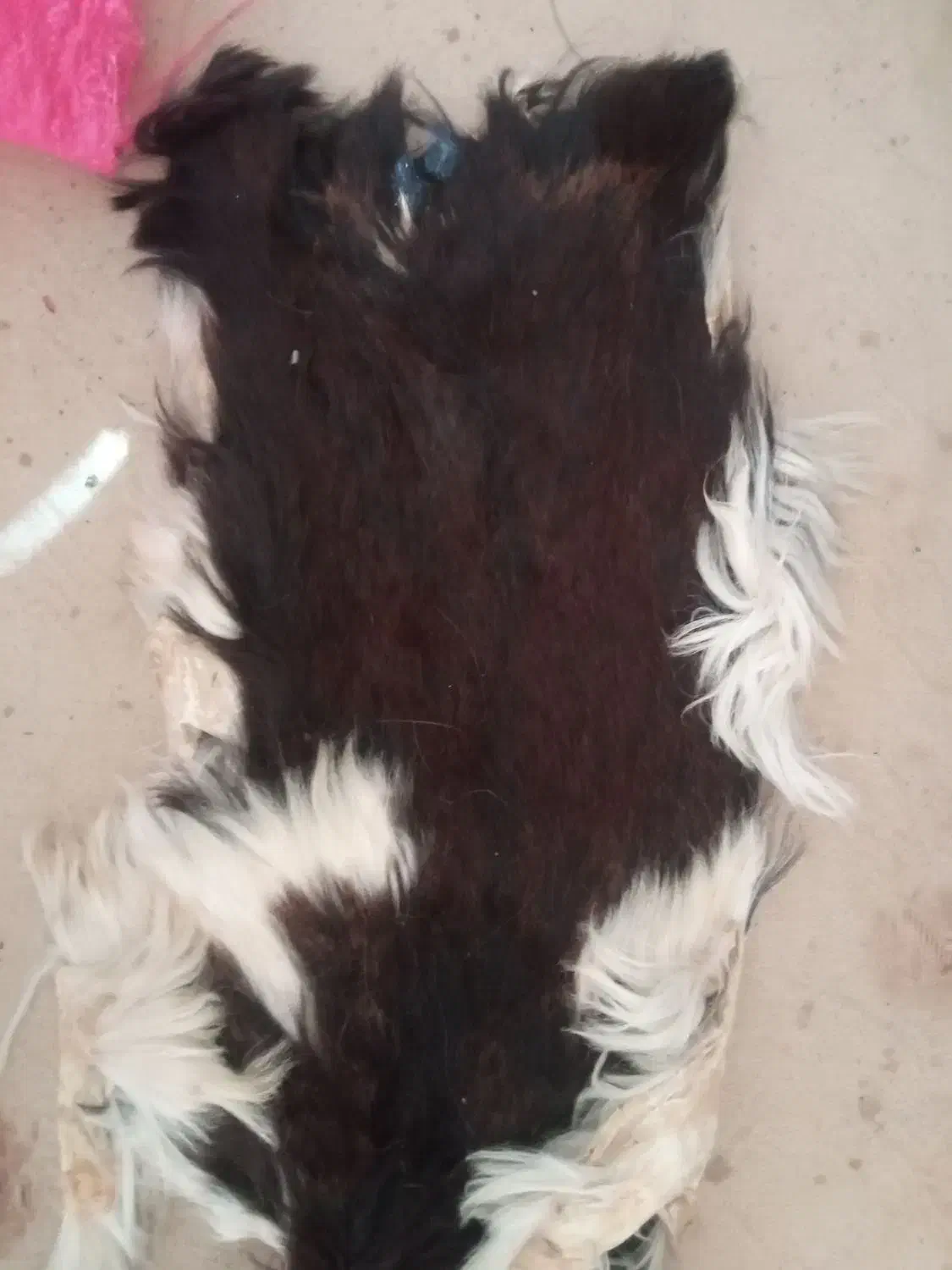 پوست طباخی شده قدیمی کلکسیونی|کلکسیون اشیاء عتیقه|شهرکرد, |دیوار