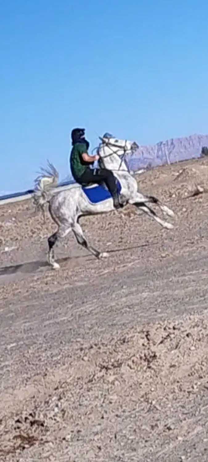 یک عدد اسب نریان|اسب و تجهیزات اسبسواری|سیرجان, |دیوار