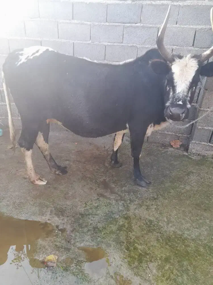 گاو شکم دار|حیوانات مزرعه|سیاهکل, |دیوار