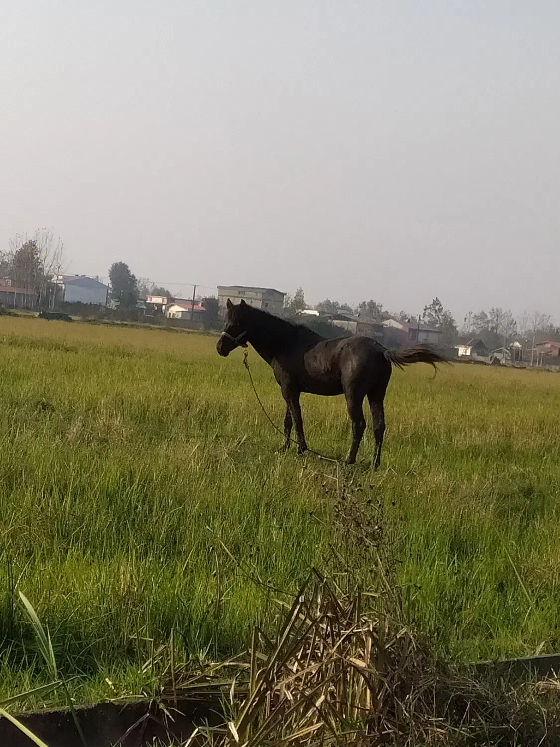 اسب سواری باری گله دار آرام  به شرط|اسب و تجهیزات اسب‌سواری|لاهیجان, آهندان|دیوار