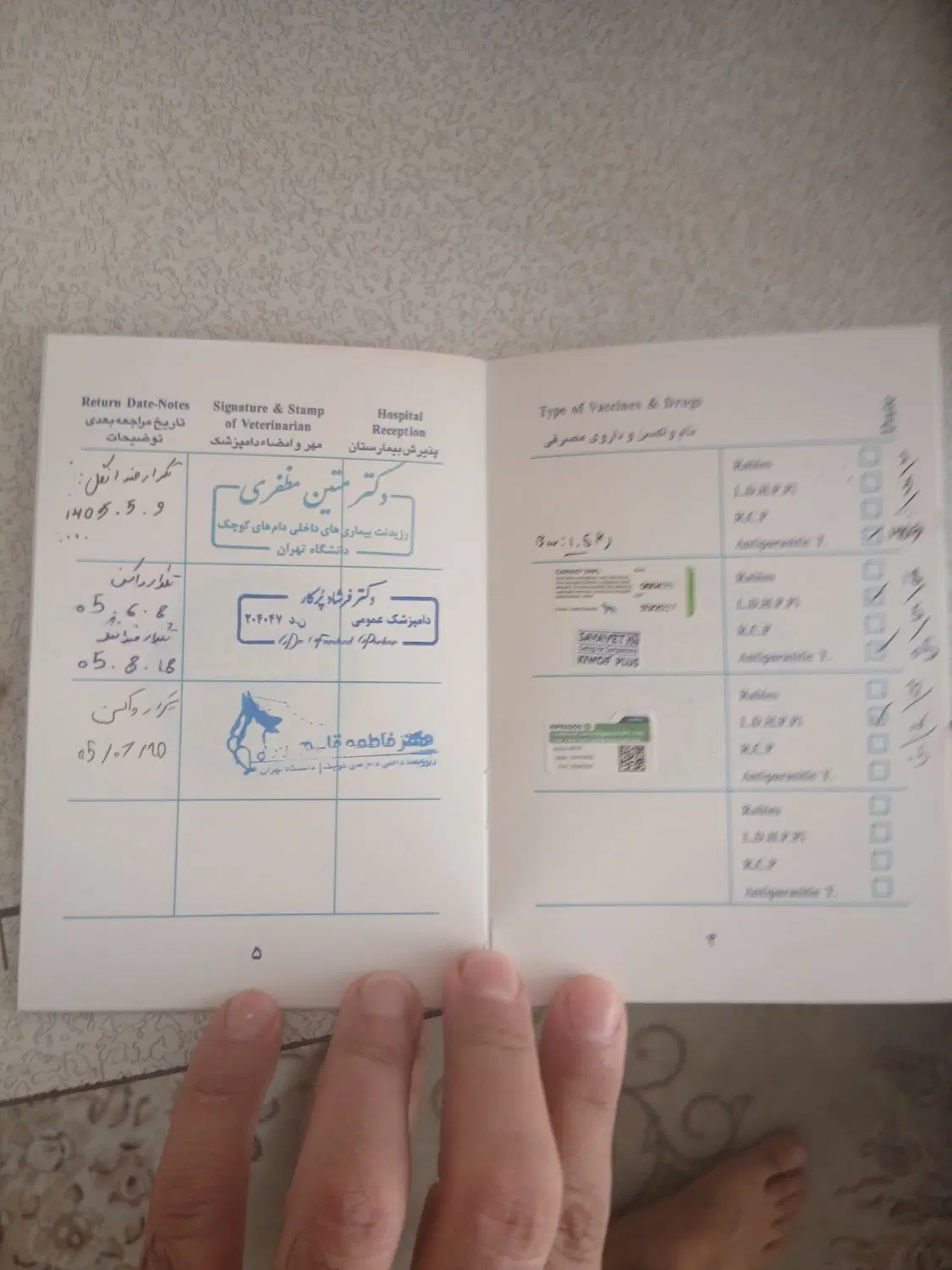 سگ نژاد پکینز .بسیار باهوش و اجتماعی|سگ|تهران, توحید|دیوار