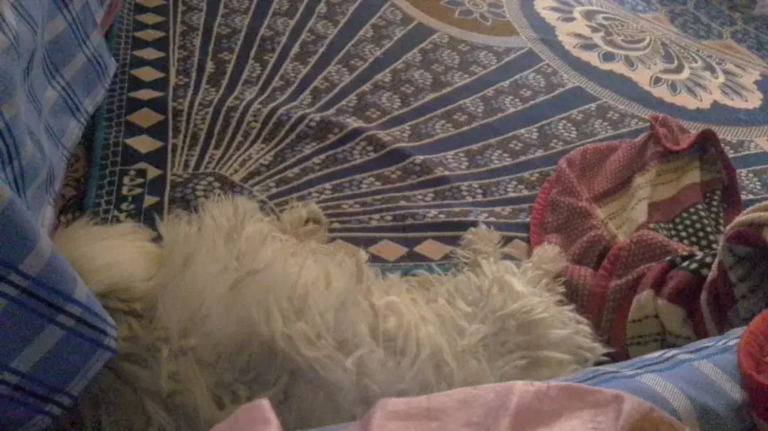 سگ پشمالو|سگ|سراوان, |دیوار