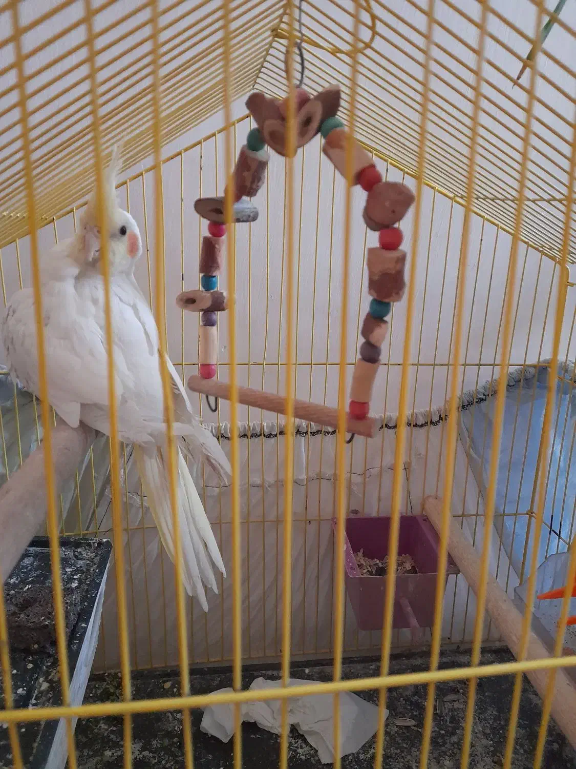 عروس هلندی|پرنده|الوند, |دیوار