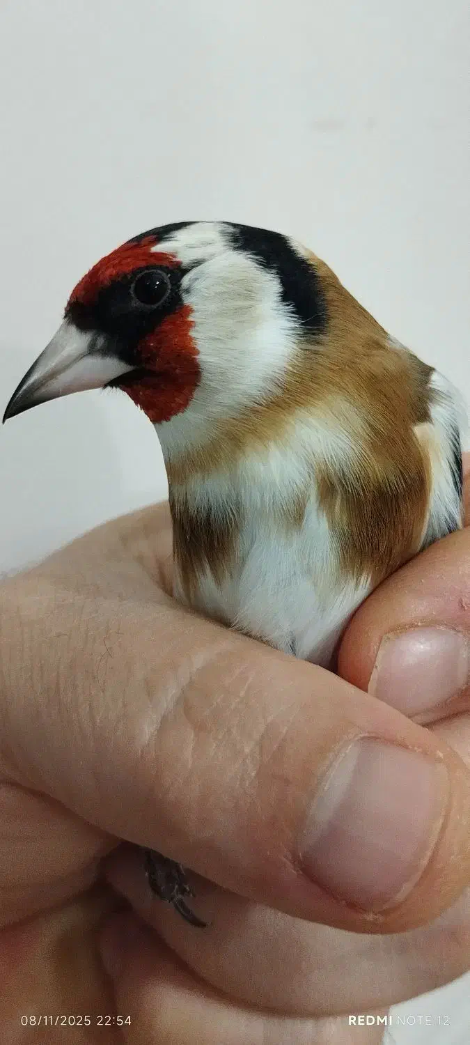 سهره رخ اروپایی طوق طلا گردن کلفت|پرنده|چالدران, |دیوار