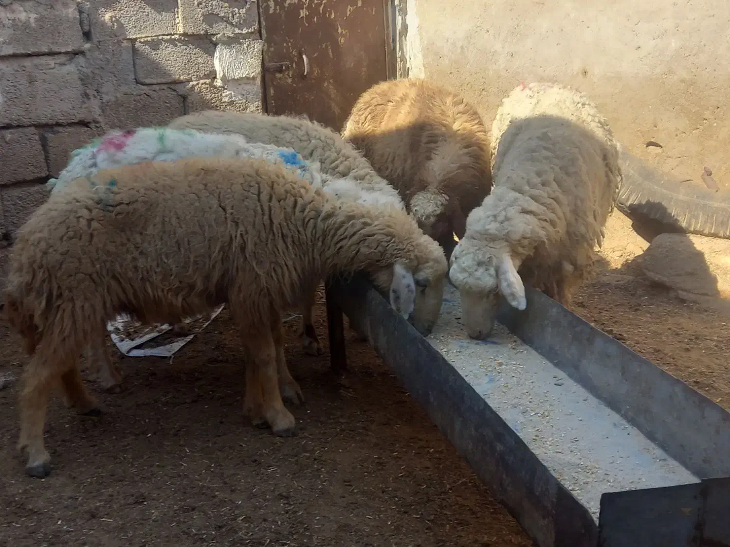 گوسفندابستن مطافیل بره بز|حیوانات مزرعه|اهواز, پردیس|دیوار