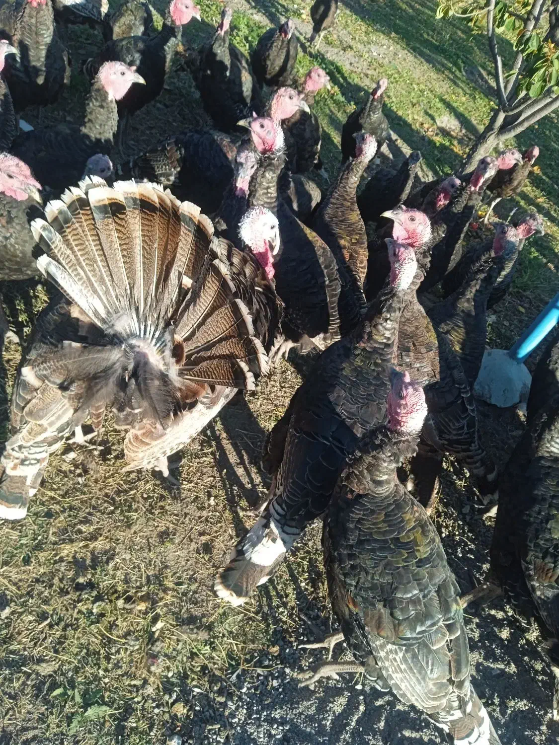 بوقلمون ارگانیک محلی|حیوانات مزرعه|اهر, |دیوار