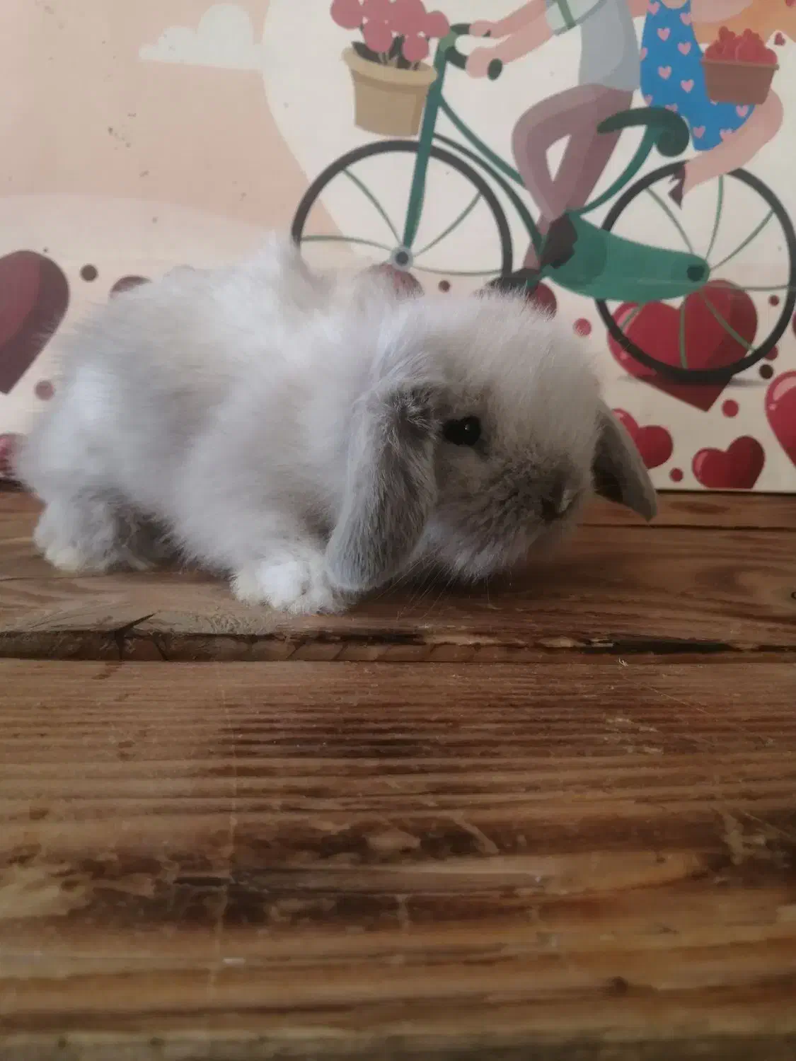 لوپ|موش و خرگوش|کرج, کوی امامیه|دیوار