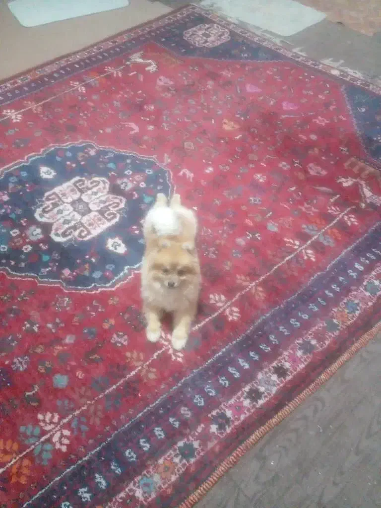 سگ پامر خرسی|سگ|بندر گناوه, |دیوار