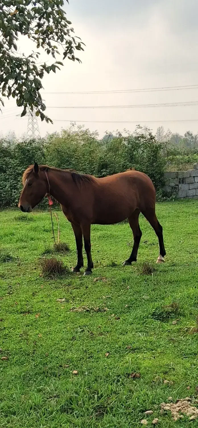 فروش مادیان ارام وخاموش|اسب و تجهیزات اسب‌سواری|لاهیجان, بازکیاگوراب|دیوار