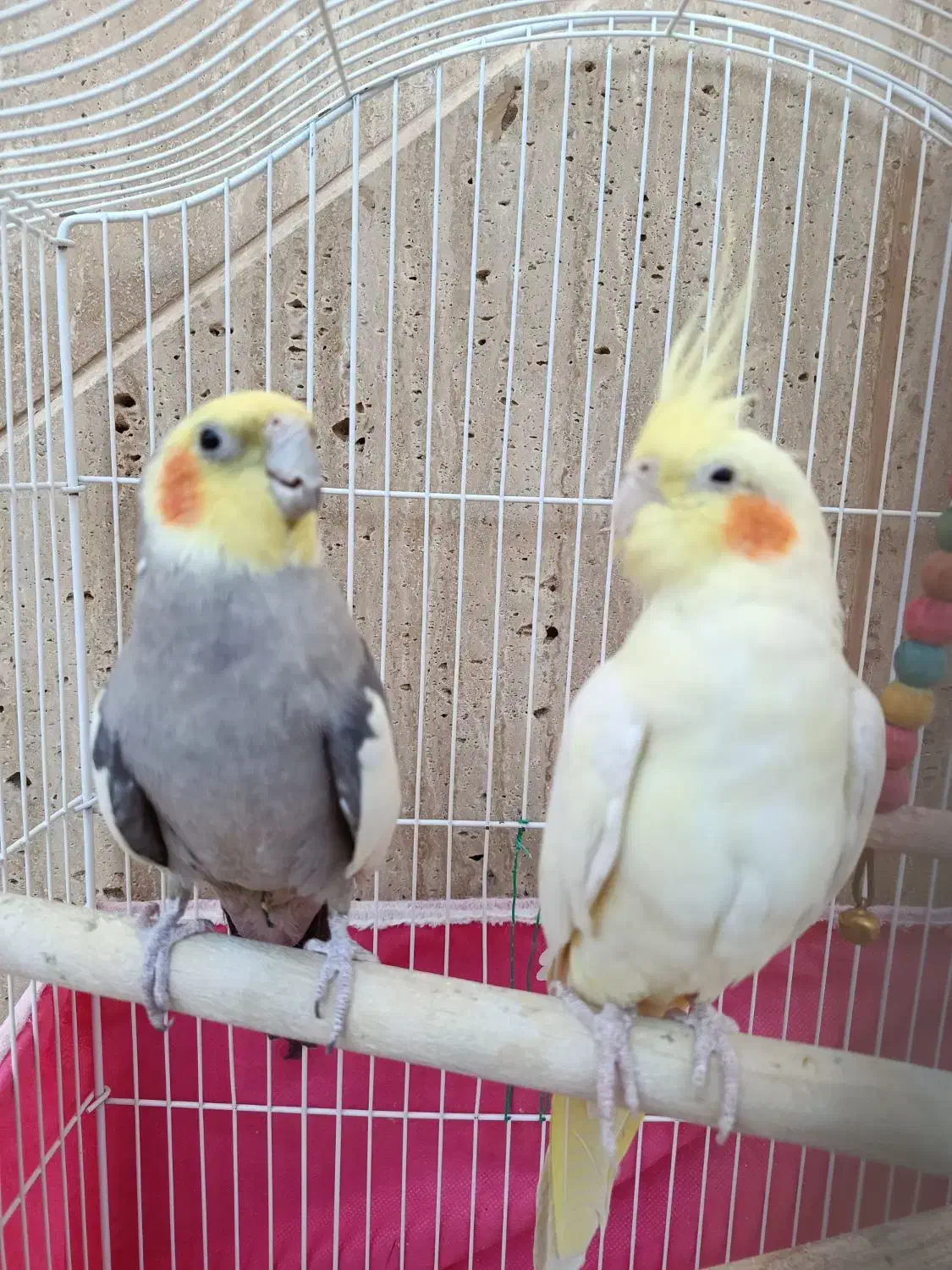 عروس هلندی|پرنده|آباده, |دیوار