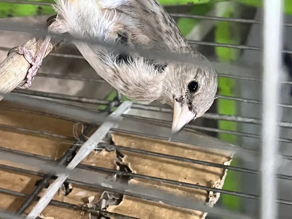 سهره معاوضه|پرنده|کرمان, |دیوار