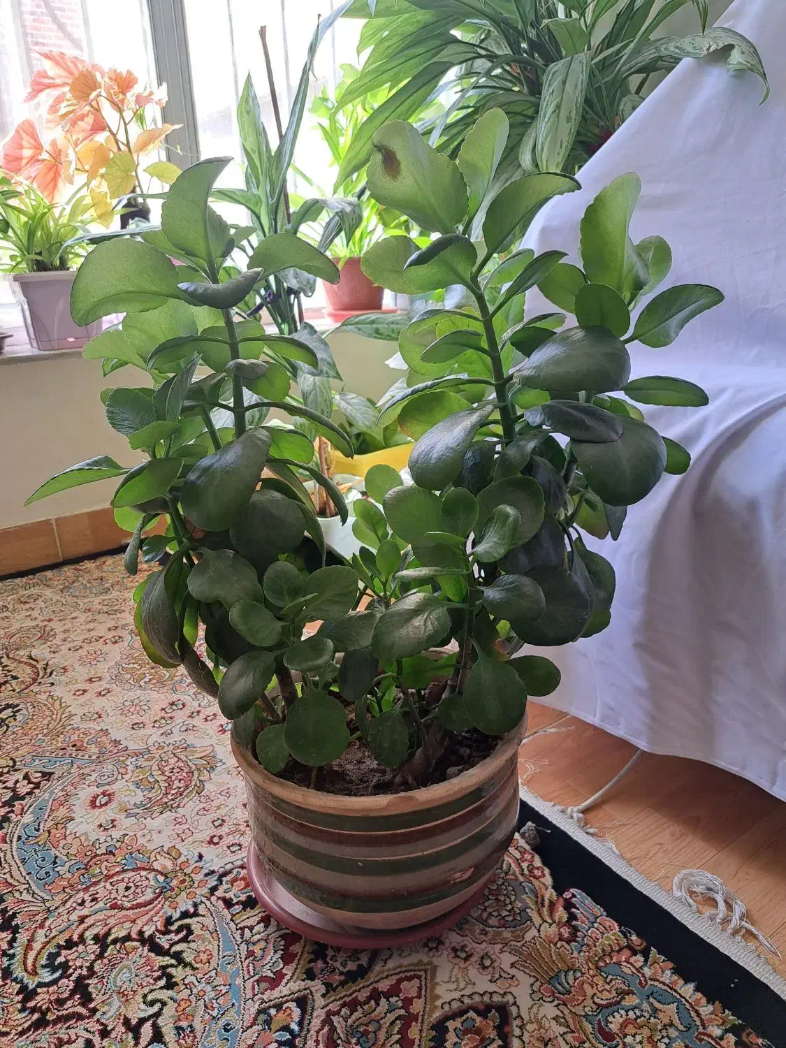 گل با گلدان|گل و گیاه طبیعی|سارال, |دیوار